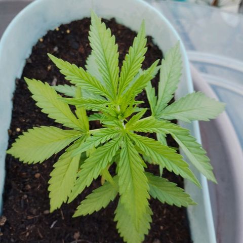 #3 Shogun growlog timeline photo
