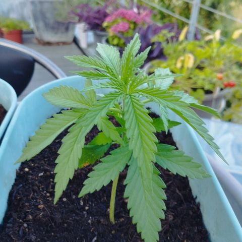 #3 Shogun growlog timeline photo
