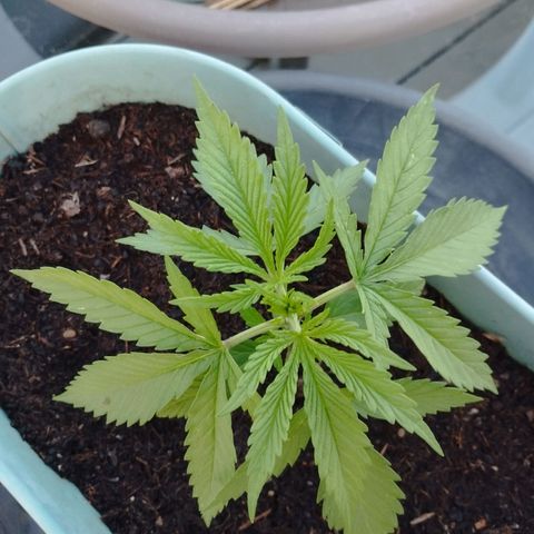 #4 Shogun growlog timeline photo