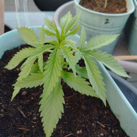 #4 Shogun growlog timeline photo