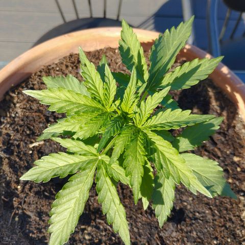 #1 Royal creamatic  growlog timeline photo