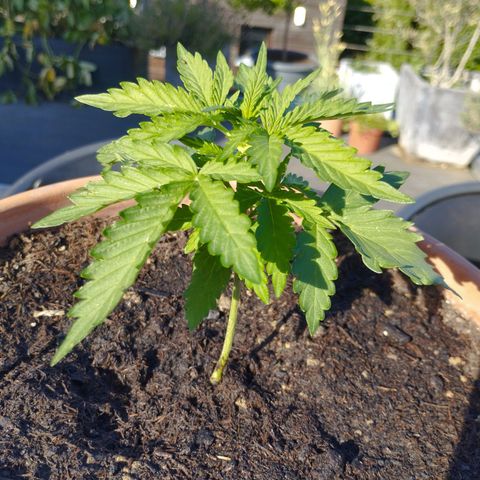 #1 Royal creamatic  growlog timeline photo