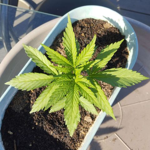#2 Shogun growlog timeline photo
