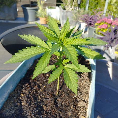 #2 Shogun growlog timeline photo