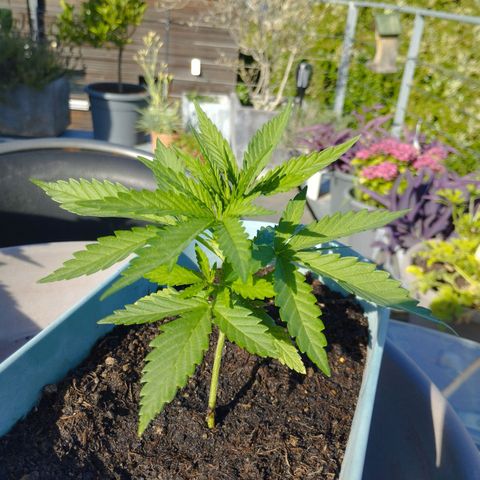 #3 Shogun growlog timeline photo