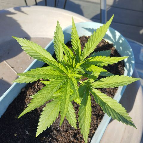#3 Shogun growlog timeline photo