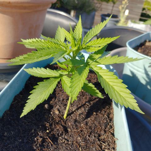 #4 Shogun growlog timeline photo