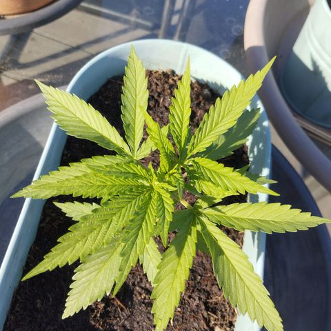 #4 Shogun growlog timeline photo