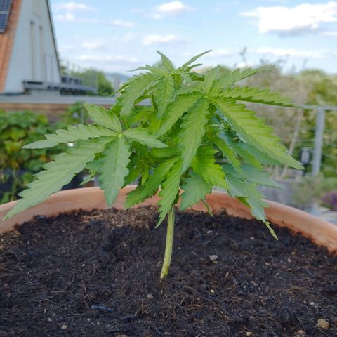 #1 Royal creamatic  growlog timeline photo