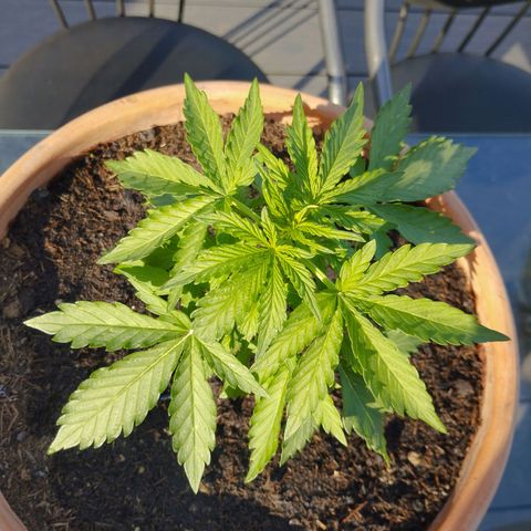 #1 Royal creamatic  growlog timeline photo