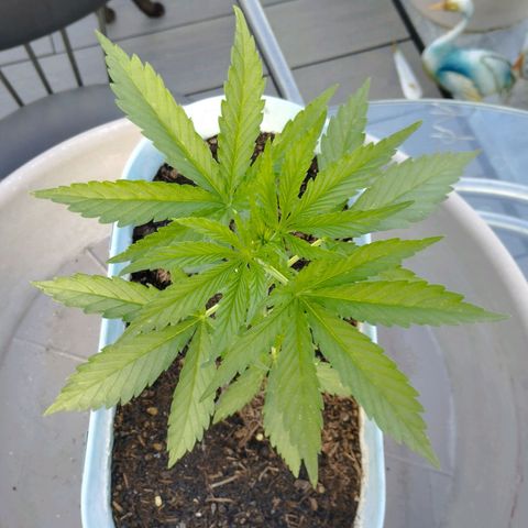#2 Shogun growlog timeline photo