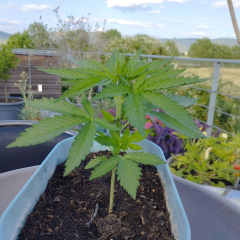 #2 Shogun growlog timeline photo