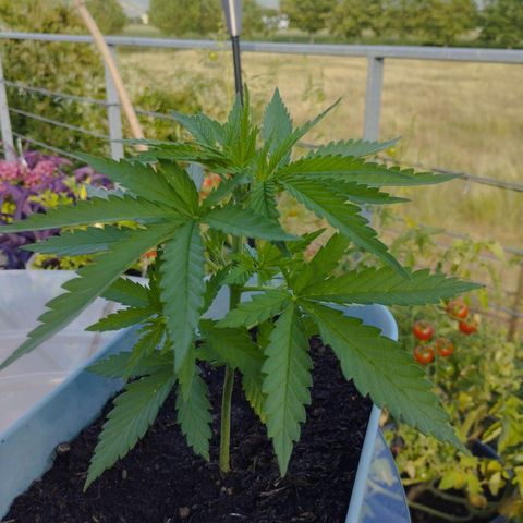 #3 Shogun growlog timeline photo