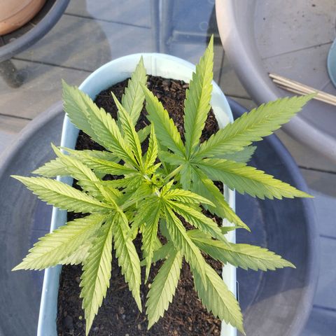 #4 Shogun growlog timeline photo