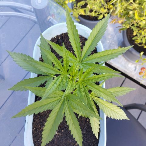 #3 Shogun growlog timeline photo