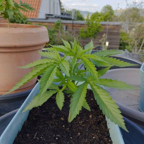 #4 Shogun growlog timeline photo