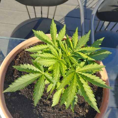 #1 Royal creamatic  growlog timeline photo