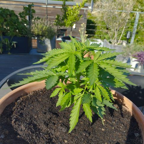 #1 Royal creamatic  growlog timeline photo
