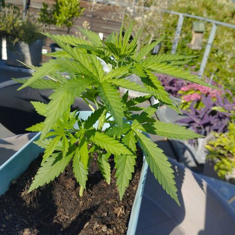 #3 Shogun growlog timeline photo
