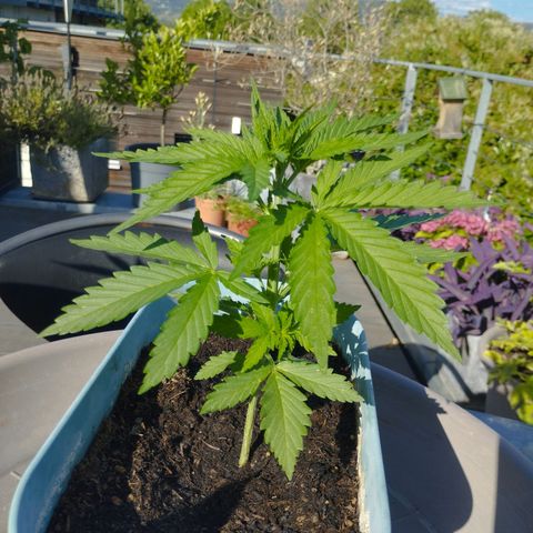 #2 Shogun growlog timeline photo