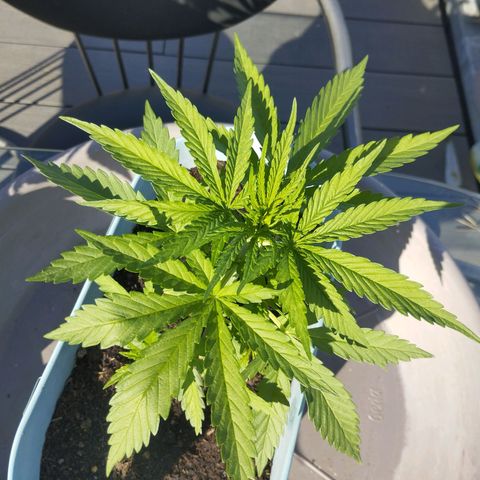 #3 Shogun growlog timeline photo