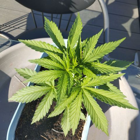 #2 Shogun growlog timeline photo