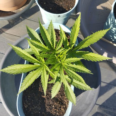 #4 Shogun growlog timeline photo