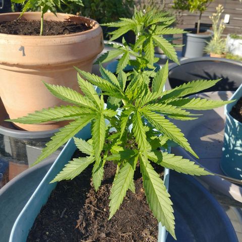 #4 Shogun growlog timeline photo