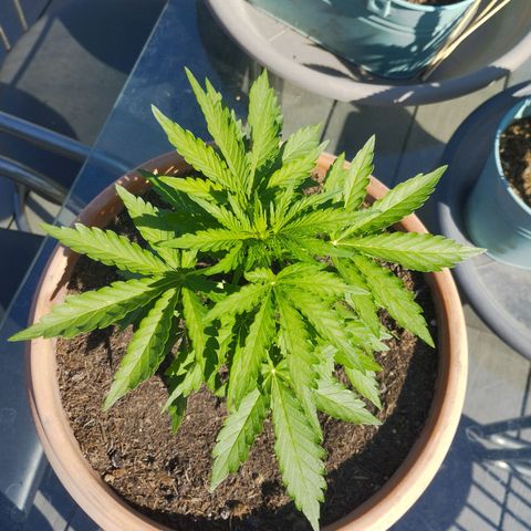 #1 Royal creamatic  growlog timeline photo