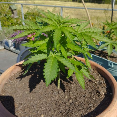#1 Royal creamatic  growlog timeline photo