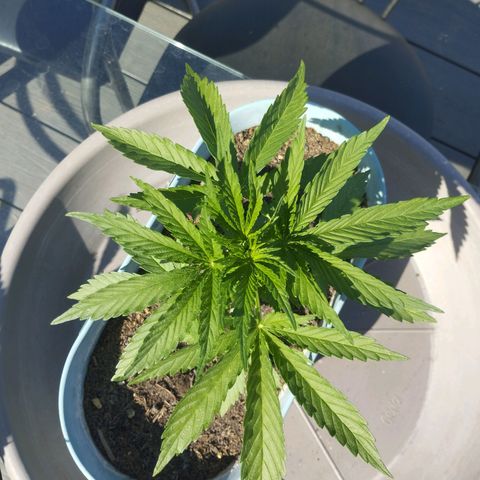 #2 Shogun growlog timeline photo