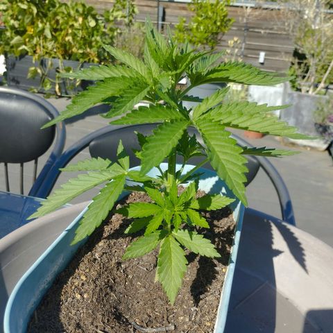 #2 Shogun growlog timeline photo