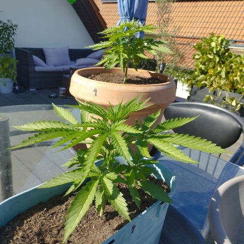 #4 Shogun growlog timeline photo