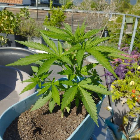 #3 Shogun growlog timeline photo