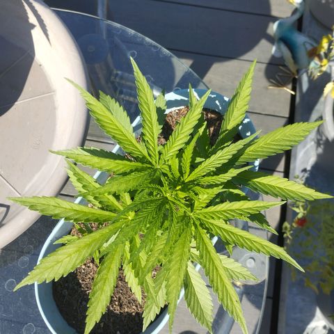 #3 Shogun growlog timeline photo