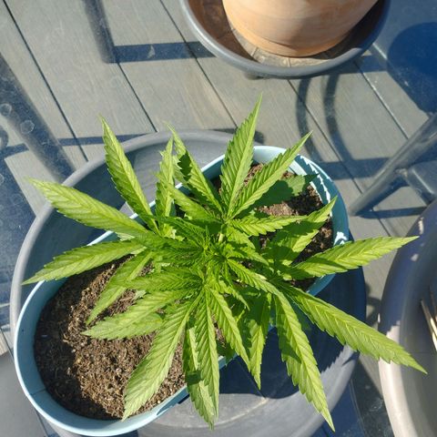 #4 Shogun growlog timeline photo