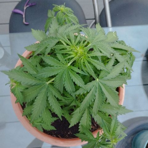 #1 Royal creamatic  growlog timeline photo