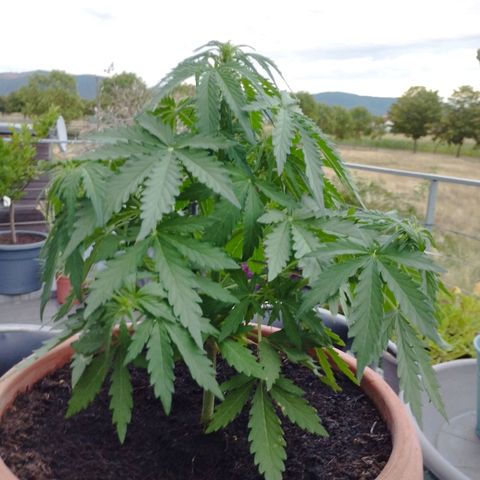 #1 Royal creamatic  growlog timeline photo