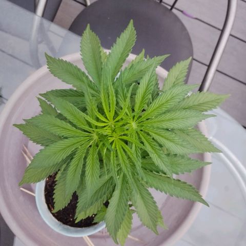 #2 Shogun growlog timeline photo