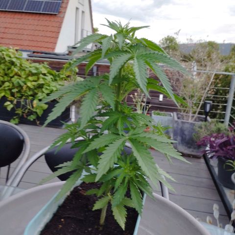 #2 Shogun growlog timeline photo