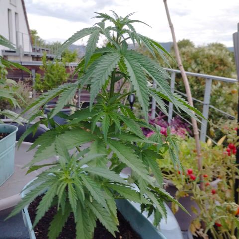 #3 Shogun growlog timeline photo
