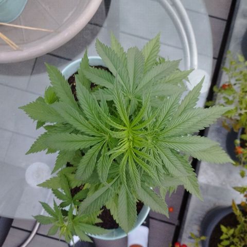 #3 Shogun growlog timeline photo