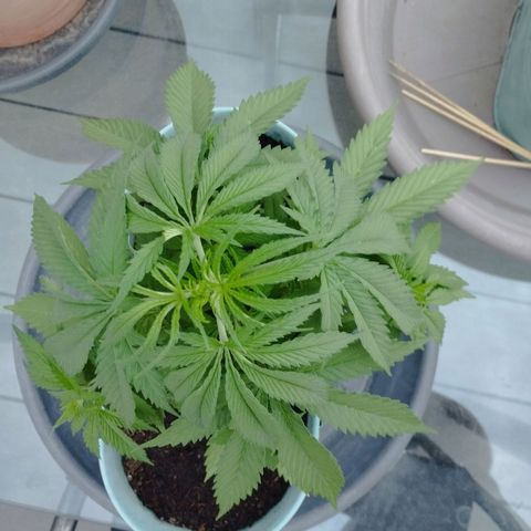 #4 Shogun growlog timeline photo