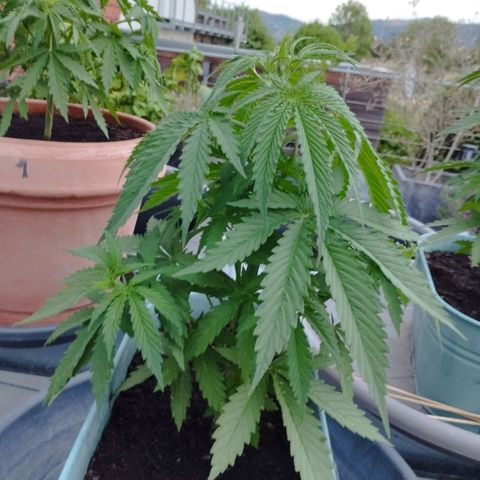 #4 Shogun growlog timeline photo