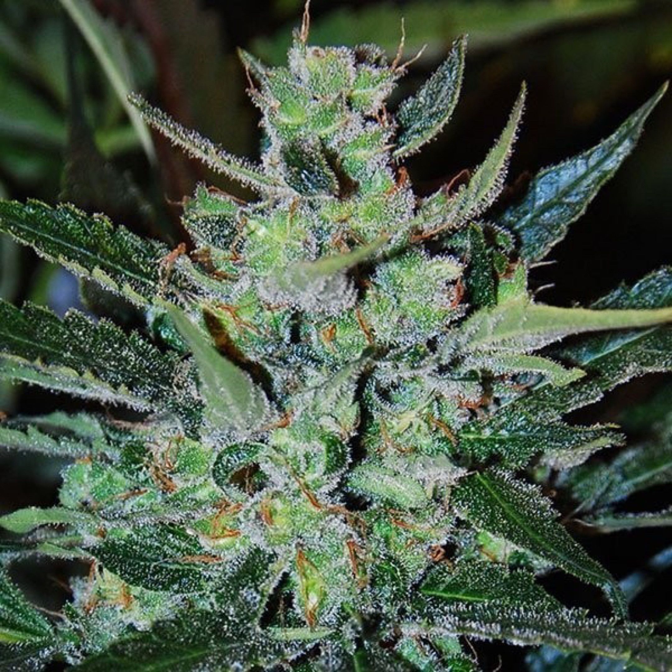 Jack Herer growlog header