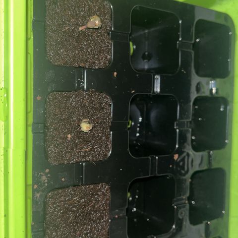 Pink Rozay Automatic growlog timeline photo