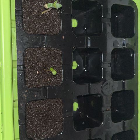Pink Rozay Automatic growlog timeline photo
