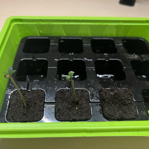 Pink Rozay Automatic growlog photo: Rechts ist nicht gekeimt also habe ich einen neuen Amnesia Haze Auto Samen eingepflanzt 