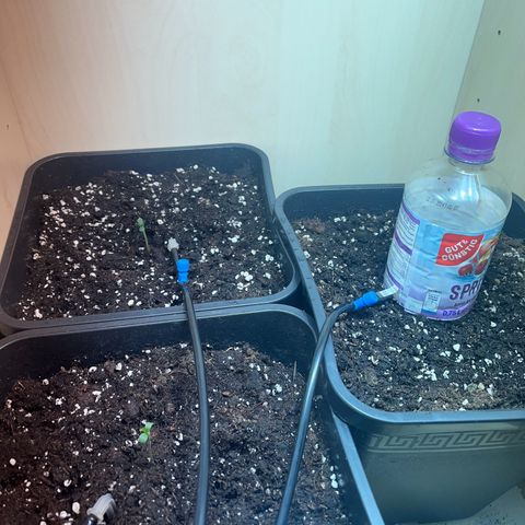 Pink Rozay Automatic growlog photo: Kurzfristige improvisation bis das Zelt wieder Frei ist