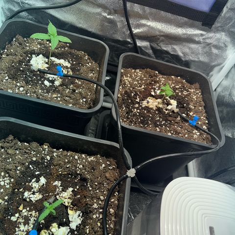 Pink Rozay Automatic growlog timeline photo